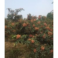 無刺花椒苗