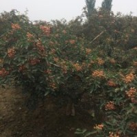獅子頭花椒苗，哪里有賣