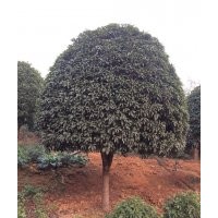 供應(yīng)香樟，桂花，廣玉蘭，羅漢松，樂昌含笑，紅花繼木，紅葉石楠