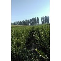 出售各種 喬木灌木水蠟,金葉榆,珍珠梅