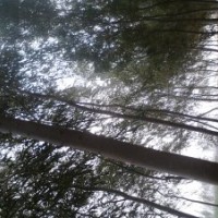 山西柳樹供應(yīng)