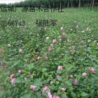 3公分木槿樹大量低價出售