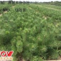 50公分營養(yǎng)杯白皮松大量出售
