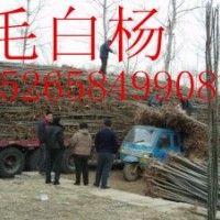 【魯】2015年綠化苗木價(jià)格