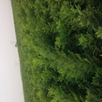 出售雙季槐樹(shù)苗木
