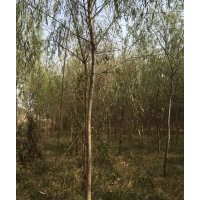 4-8公分青垂