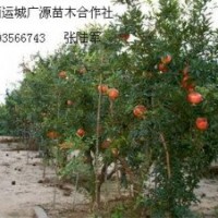 5、6公分石榴樹低價優(yōu)惠供應(yīng)