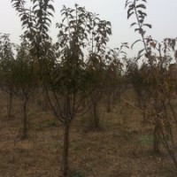 我公司現(xiàn)出售4-10公分法桐、欒樹。4-6公分速生櫻花、百日紅、紅