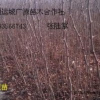 花椒苗大量低價出售貨源充足
