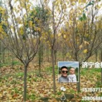 櫻花5-10公分，