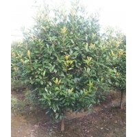 本場(chǎng)特供各種蕭山精品苗木