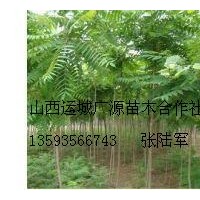 臭椿小苗榆樹苗大量低價出售