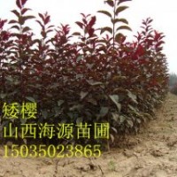 山西苗圃紫葉矮櫻嫁接矮櫻紅葉矮櫻矮櫻苗價格矮櫻占木