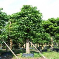 廣東萬松園合作社秋楓庭院景觀樹造型樹