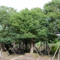 廣東芒果行道綠化樹規(guī)格齊全切桿香樟多頭香樟