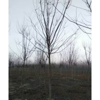 7.5公分速生國槐打號，大量供應6-8公分國槐，2-3公分速生白蠟苗