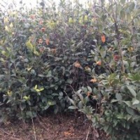 2016河南東潤油茶小苗最新供應(yīng) 高產(chǎn)油茶苗