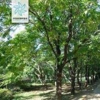 最新杜仲價(jià)格 15公分-25公分杜仲價(jià)格 南京杜仲產(chǎn)地