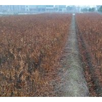 大量供應欒樹一年生小苗
