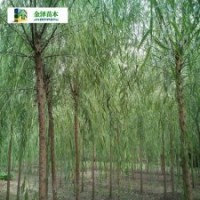 垂柳產(chǎn)地