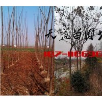 8-10公分欒樹價格