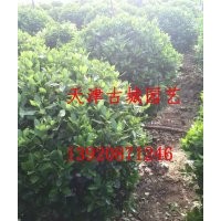 衛(wèi)矛球