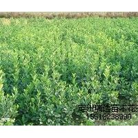 沙地柏、紅葉小檗、膠東衛(wèi)矛、黃楊、女貞