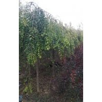 金葉垂榆