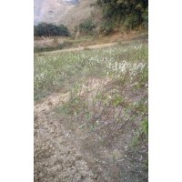 三華李果苗