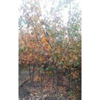2-8公分黃櫨，西府海棠，木槿，紅葉李