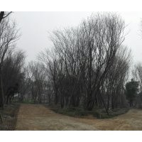 精品叢生、單桿茶條槭