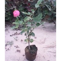 2公分以上欒樹苗，國槐苗，月季，薔薇，紫藤