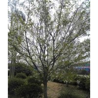 櫻花