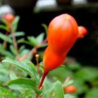花石榴