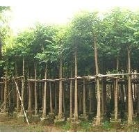 哪里發(fā)火焰木賣(mài)最便宜