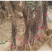 小苗:玉蘭小苗，紅楓小苗，櫻花小苗，西湖海棠小苗
