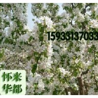 八棱海棠樹，正宗真品。懷來直供
