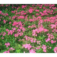 紅花繡線菊、金山繡線菊、金焰繡線菊、瓊花