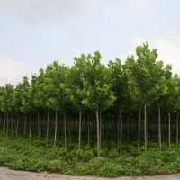 大量供應(yīng)：法桐、碧玉楊、白蠟、國(guó)槐