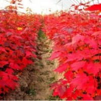 春暖花開紅點紅楓小苗火熱銷售中