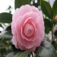 嫁接茶花【僑依】技術(shù)服務(wù)