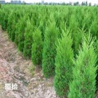供應(yīng)檜柏,蜀檜,龍柏，塔柏，塔檜