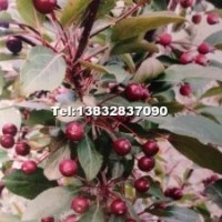 海棠系列；叢生紫葉矮櫻，中華太陽李 獨桿紫葉矮櫻 紫葉稠李 紅
