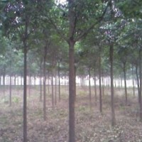 工業(yè)米徑5公分大葉女貞價(jià)格 4公分大葉女貞價(jià)格