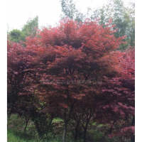 日本紅楓