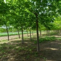 山東18公分國槐價(jià)格