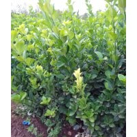 膠東衛(wèi)矛最新價格_紅葉小檗基地_膠東衛(wèi)矛基地