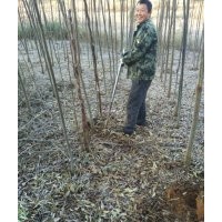 批發(fā)3公分欒樹、3公分欒樹價格、2-12公分欒樹價格
