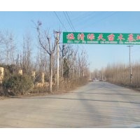 臨清楊樹苗