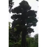羅漢松